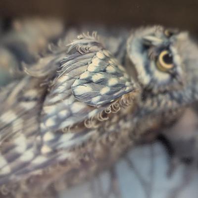 Vintage 'The Little Owl' in Shadow Box Three-Dimensional by Artist Gladee
