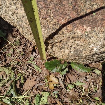 Large Vintage Granite Mill Stone Choice B