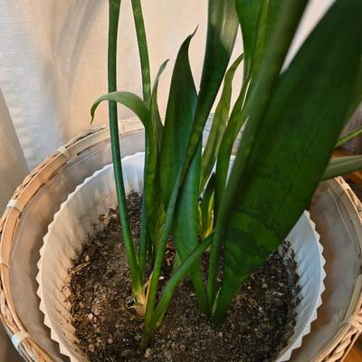Living snake plant / Mother - in law in pot with jungle themed wooden plant stand