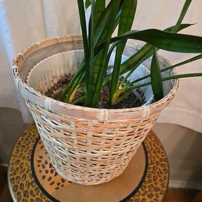 Living snake plant / Mother - in law in pot with jungle themed wooden plant stand