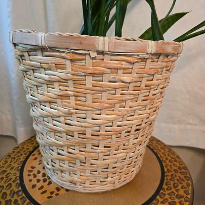 Living snake plant / Mother - in law in pot with jungle themed wooden plant stand
