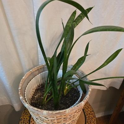 Living snake plant / Mother - in law in pot with jungle themed wooden plant stand