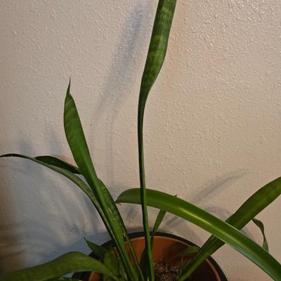 Living potted snake plant with potted - living Amarilis flower plant