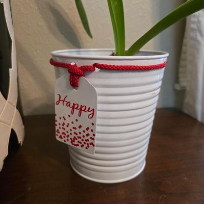 Living potted snake plant with potted - living Amarilis flower plant