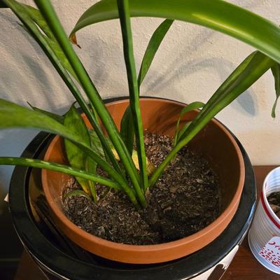 Living potted snake plant with potted - living Amarilis flower plant