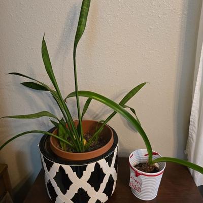 Living potted snake plant with potted - living Amarilis flower plant