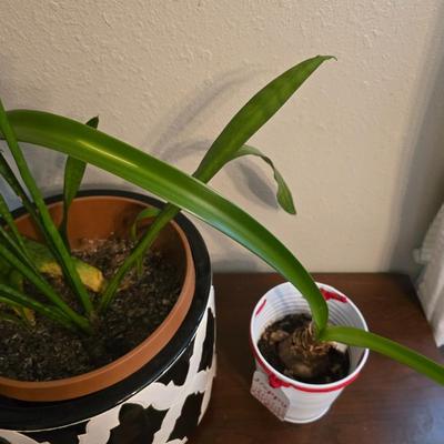 Living potted snake plant with potted - living Amarilis flower plant