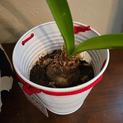 Living potted snake plant with potted - living Amarilis flower plant