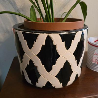 Living potted snake plant with potted - living Amarilis flower plant
