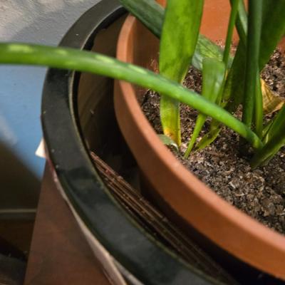 Living potted snake plant with potted - living Amarilis flower plant