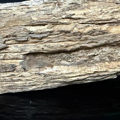 Antique Fossilized Mastodon Art