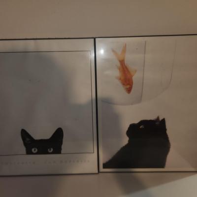 Black cat pictures