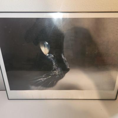 Black cat picture