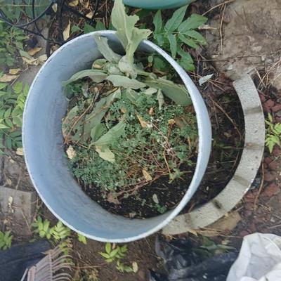 Two large plastic flowerpots - with soil - one contains a Mullen weed plant