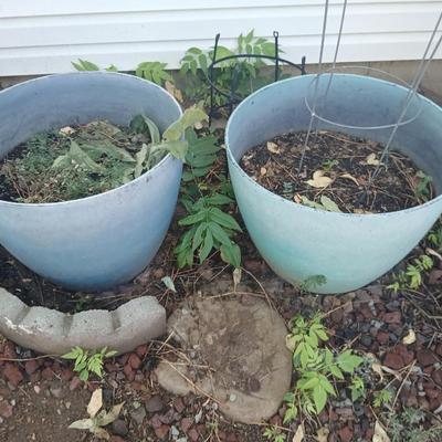 Two large plastic flowerpots - with soil - one contains a Mullen weed plant