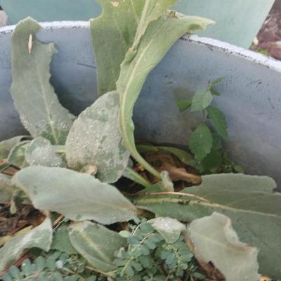 Two large plastic flowerpots - with soil - one contains a Mullen weed plant