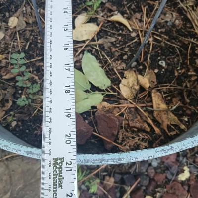 Two large plastic flowerpots - with soil - one contains a Mullen weed plant