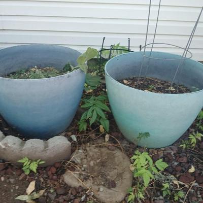 Two large plastic flowerpots - with soil - one contains a Mullen weed plant