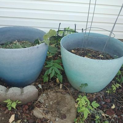 Two large plastic flowerpots - with soil - one contains a Mullen weed plant