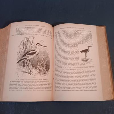 LOT 148: Alpenblumen by Josef Weisz German Flower Guide with Vintage Wildflower Digest and Agricultural Bulletin Pamphlets & More