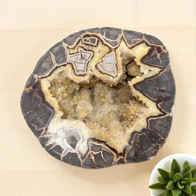 Sale Photo Thumbnail #53: Septarian nodule, also known as a Septarian geode or sometime referred to as Dragon Stone.
Approximately 7" wide