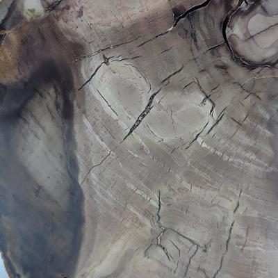 Petrified Wood Bookends (B2-EL)