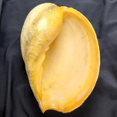 Very Large Seashell (B2-EL)