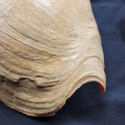 Very Large Seashell (B2-EL)