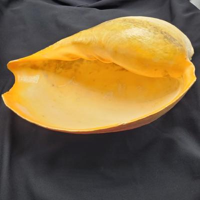 Very Large Seashell (B2-EL)