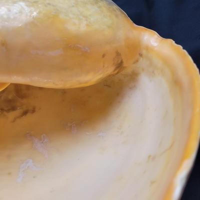 Very Large Seashell (B2-EL)