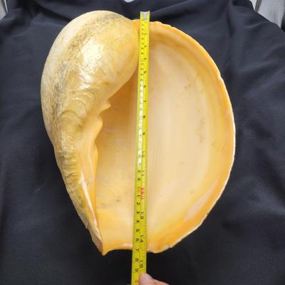 Very Large Seashell (B2-EL)