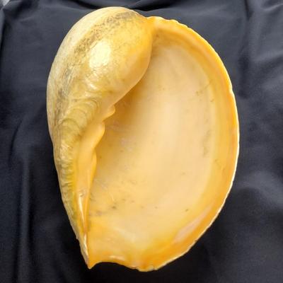 Very Large Seashell (B2-EL)