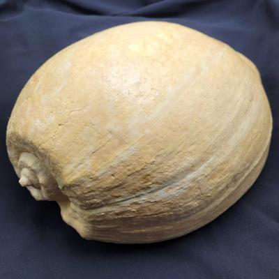 Very Large Seashell (B2-EL)