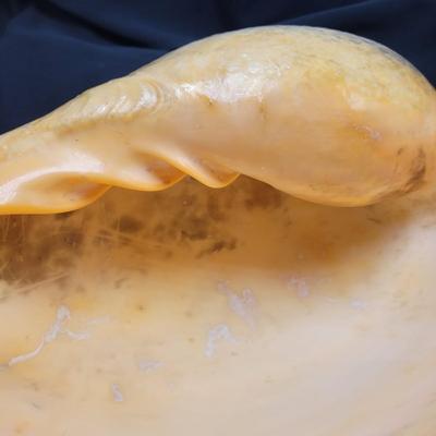 Very Large Seashell (B2-EL)