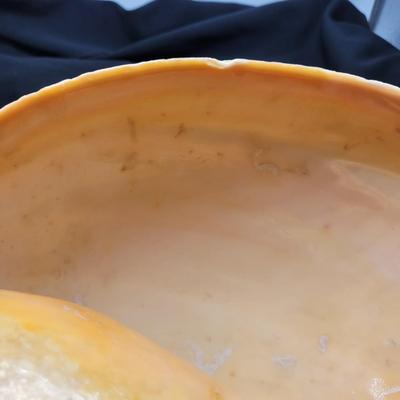 Very Large Seashell (B2-EL)