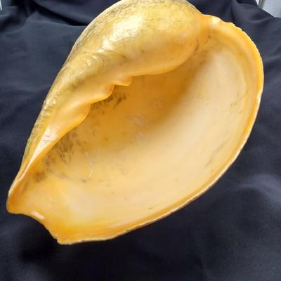 Very Large Seashell (B2-EL)