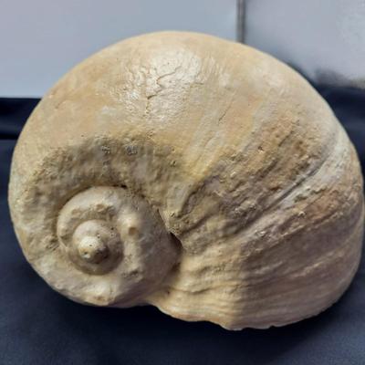 Very Large Seashell (B2-EL)