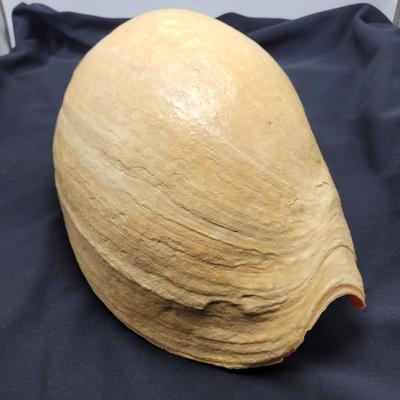 Very Large Seashell (B2-EL)