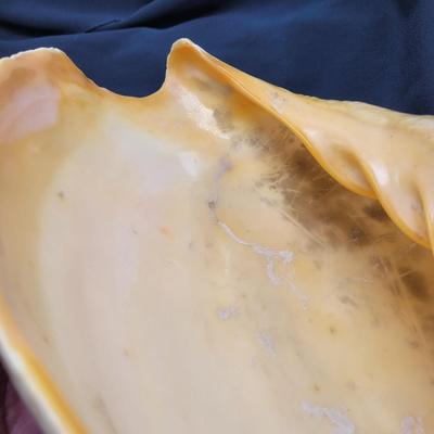 Very Large Seashell (B2-EL)