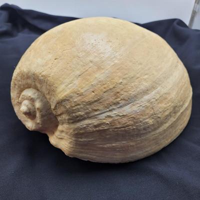 Very Large Seashell (B2-EL)