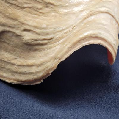 Very Large Seashell (B2-EL)