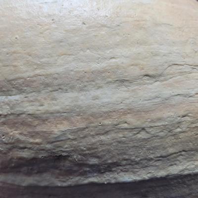 Very Large Seashell (B2-EL)