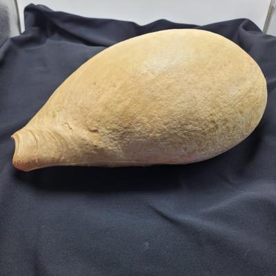 Very Large Seashell (B2-EL)