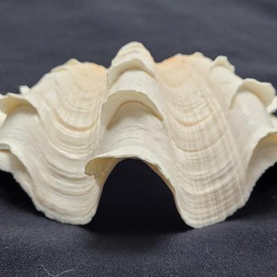 Rare Clamshells and More (B2-EL)