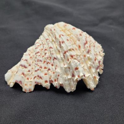 Rare Clamshells and More (B2-EL)