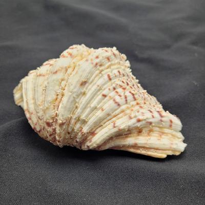 Rare Clamshells and More (B2-EL)