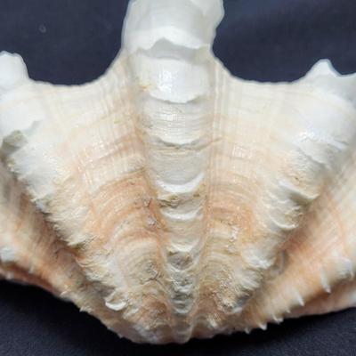 Rare Clamshells and More (B2-EL)