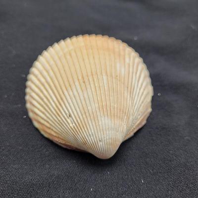 Rare Clamshells and More (B2-EL)