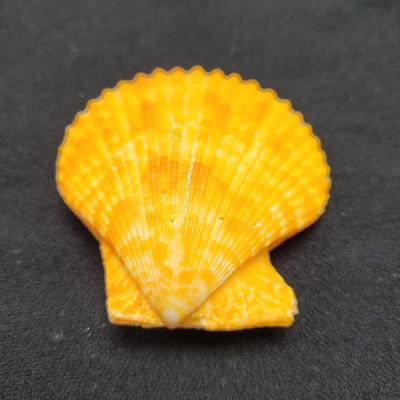 Rare Clamshells and More (B2-EL)