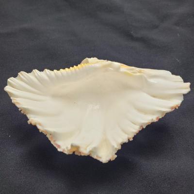 Rare Clamshells and More (B2-EL)